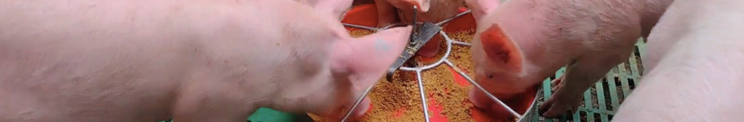 Monogastric Animal Management and Nutrition